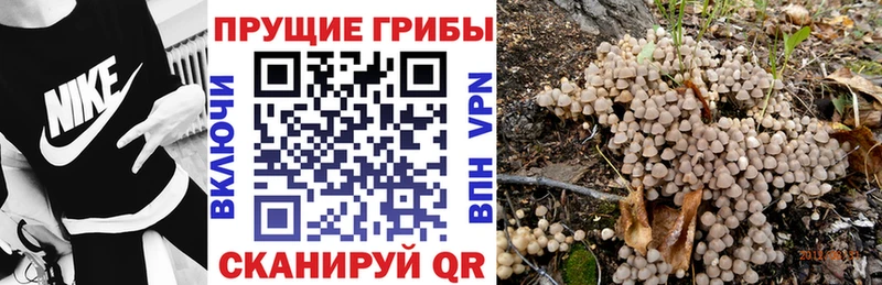 Галлюциногенные грибы Psilocybe  купить   Губкинский 